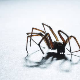 Scared of spiders? Brace yourself. Sex-crazed male spiders want to breed in warm UK households this Autumn.