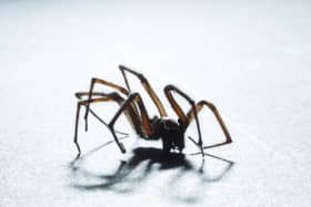 Scared of spiders? Brace yourself. Sex-crazed male spiders want to breed in warm UK households this Autumn.
