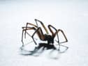 Scared of spiders? Brace yourself. Sex-crazed male spiders want to breed in warm UK households this Autumn.
