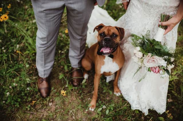 There's no need for your dog to miss out on your big day.