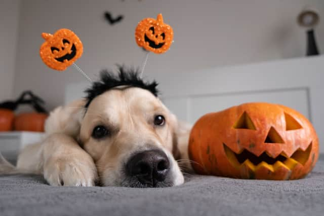 Very good dogs deserve a homemade treat this Halloween.