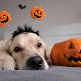 Very good dogs deserve a homemade treat this Halloween.