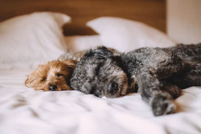 A few simple tips can make sharing a bed with a dog hygienic.