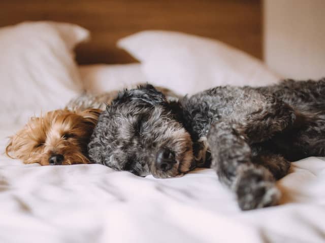 A few simple tips can make sharing a bed with a dog hygienic.