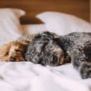 A few simple tips can make sharing a bed with a dog hygienic.