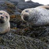 Seals in Scotland 
