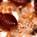 A bed bug infestation can be a serious problem - it's best to act quickly.