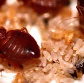 A bed bug infestation can be a serious problem - it's best to act quickly.