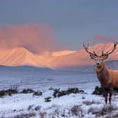 Scotland has many beautiful glens to choose from and - incredible landscapes aside - the wildlife is stunning too. 