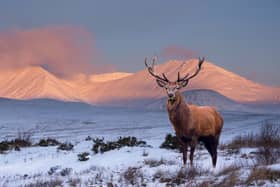 Scotland has many beautiful glens to choose from and - incredible landscapes aside - the wildlife is stunning too. 
