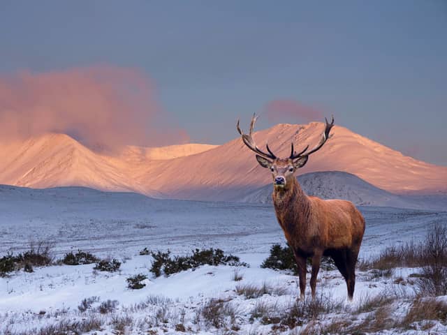 Scotland has many beautiful glens to choose from and - incredible landscapes aside - the wildlife is stunning too. 