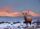 Scotland has many beautiful glens to choose from and - incredible landscapes aside - the wildlife is stunning too. 