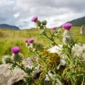 “A patch of thistles, the national flower of Scotland, seen in a mountainous Scottish Highland landscape near Inchnadamph on Loch Assynt. In the background the ruined remains of Ardvreck Castle are visible.” (Photo Credit: jmimages from Getty Images Signature)