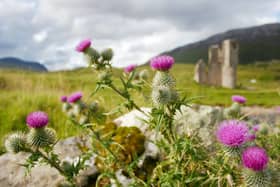 “A patch of thistles, the national flower of Scotland, seen in a mountainous Scottish Highland landscape near Inchnadamph on Loch Assynt. In the background the ruined remains of Ardvreck Castle are visible.” (Photo Credit: jmimages from Getty Images Signature)
