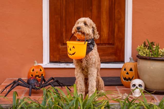 Dogs can enjoy Halloween if you follow some tips.