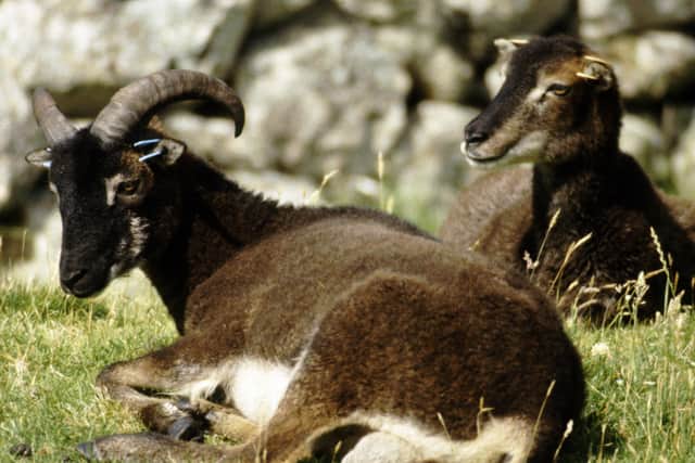 A National Trust for Scotland spokesperson said: “The sheep are an important part of the archipelago’s heritage. The persistence of the primitive breed of Soay sheep, free from genetic input from modern breeds, is one of their remarkable features, and marks them out as a potentially significant genetic resource.”