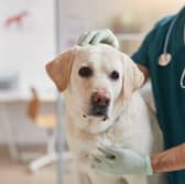 A trip to the vet is required if you suspect your dog of having canine Cushing’s disease.
