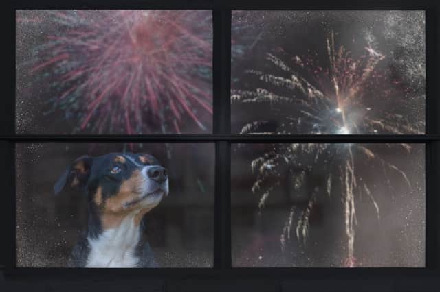 Some dogs don't mind the noise of fireworks - but for others it can be a traumatic experience.