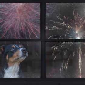 Some dogs don't mind the noise of fireworks - but for others it can be a traumatic experience.