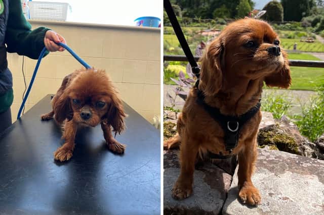 The charity recently saved the life of Bagel, a Cavalier King Charles Spaniel, who was victim of years of chronic neglect. Here's Bagel when she first arrived, and after months of treatment and care.
