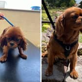 The charity recently saved the life of Bagel, a Cavalier King Charles Spaniel, who was victim of years of chronic neglect. Here's Bagel when she first arrived, and after months of treatment and care.