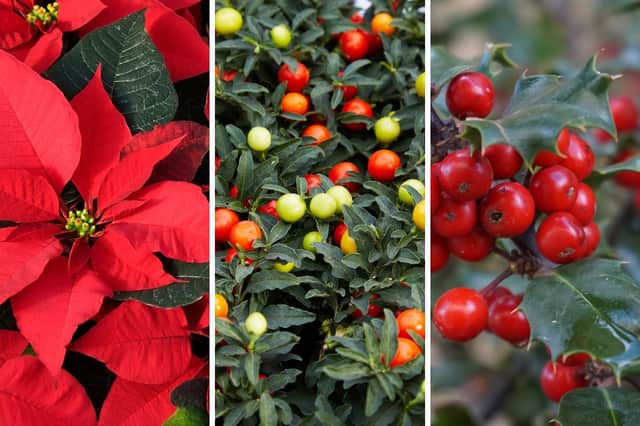 Some colourful and common winter plants present hidden dangers.