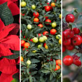 Some colourful and common winter plants present hidden dangers.