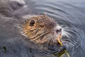 Beavers will be introduced to two sites on a river in the Highlands.