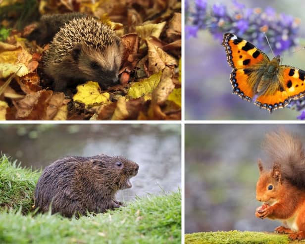 Some of Scotland's most beautiful animals have seen their numbers plummet in recent decades.