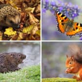 Some of Scotland's most beautiful animals have seen their numbers plummet in recent decades.