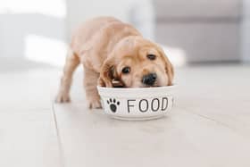 What your dog eats - and doesn't eat - has a huge bearing on its gut health.