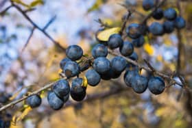 Sloes can be found across Scotland