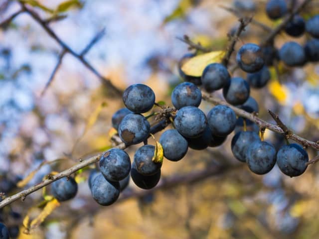Sloes can be found across Scotland