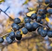 Sloes can be found across Scotland