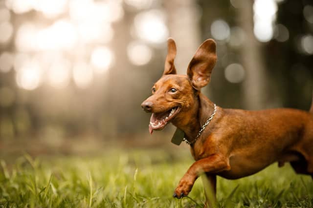 It can be difficult keeping a lively dog happy when you live in a flat - but far from impossible.