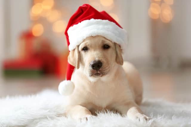 You need to think very carefully before getting a dog for Christmas.