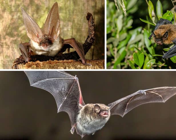 Some of Scotland's bat species.