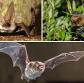 Some of Scotland's bat species.