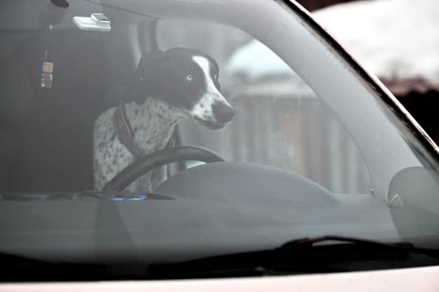 Take car while driving with your pet this winter. First up: don't let them take the wheel...