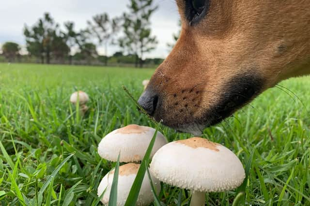 Some wild fungus can be very harmful for dogs.