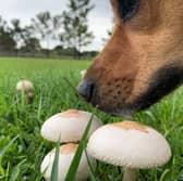 Some wild fungus can be very harmful for dogs.