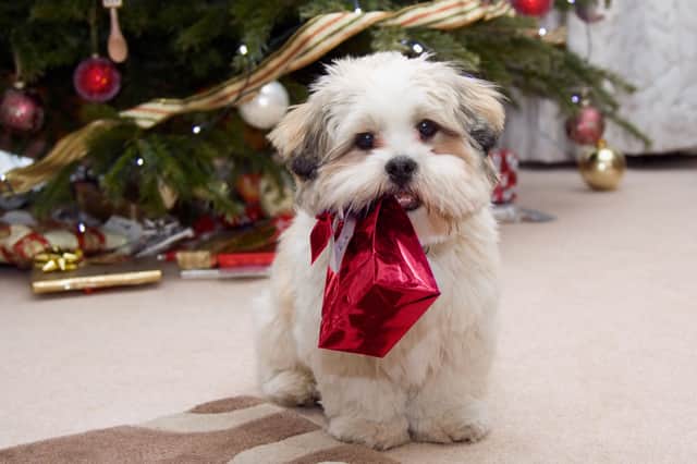 It can be hard to find the perfect present for your pup.