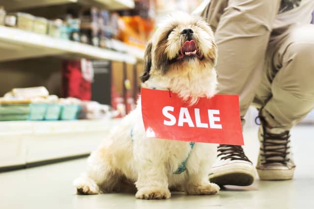If you are looking to buy a dog there are some things you need to check first.