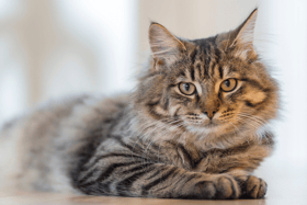 Here are the top 10 most popular names for a cat in 2023. Cr. Getty Images/Canva Pro