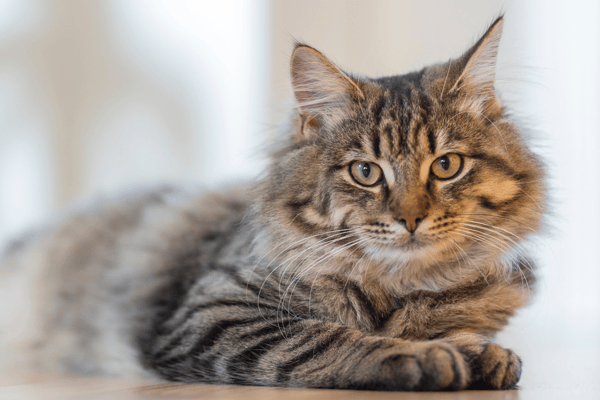 Here are the top 10 most popular names for a cat in 2023. Cr. Getty Images/Canva Pro