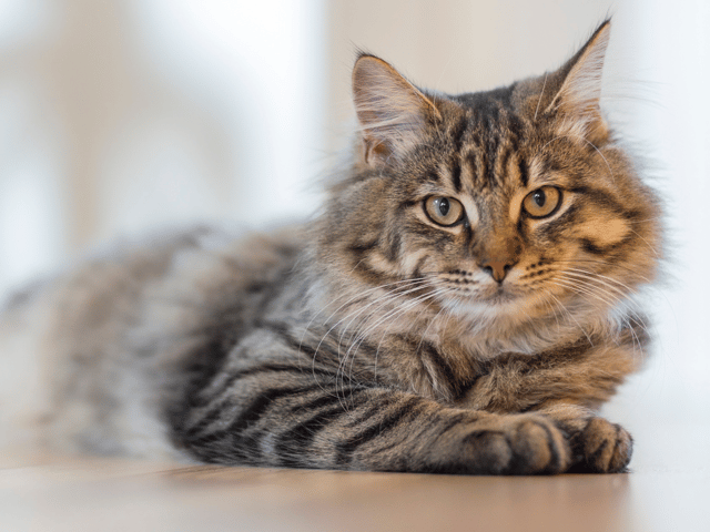 Here are the top 10 most popular names for a cat in 2023. Cr. Getty Images/Canva Pro