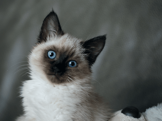 What are the world's naughtiest cat breeds? Cr. Getty Images/Canva Pro