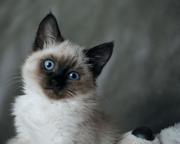 What are the world's naughtiest cat breeds? Cr. Getty Images/Canva Pro