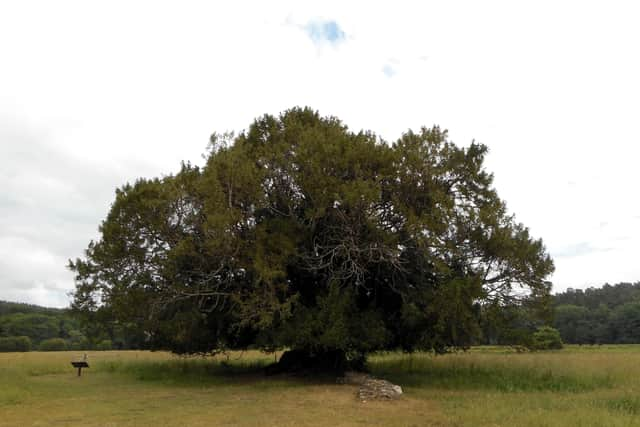 A schoolboy, 14, tragically died after eating poisonous berries off a yew tree during a walk with his dad in Fletcher Moss Park in Manchester. (Photo: PA)