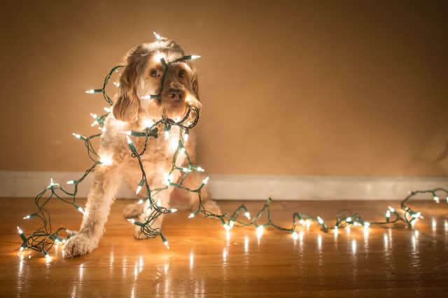 Sometimes dogs and Christmas decorations do not mix...